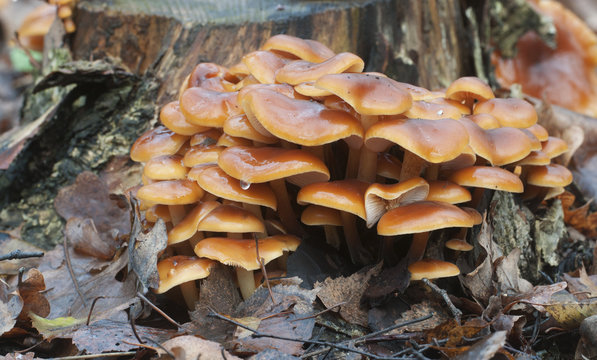 Flammulina velutipes mushrooms