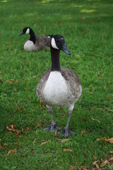 Die Gans