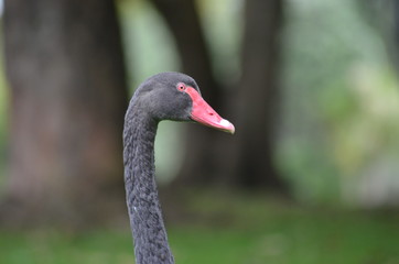 Obraz premium Swan