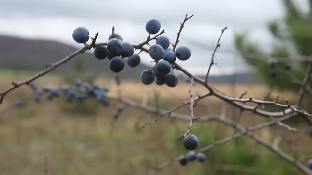 Prunus spinosa, or blackthorn bush with lots of berries