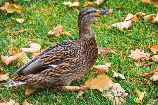 Wild duck in autumn Park. 