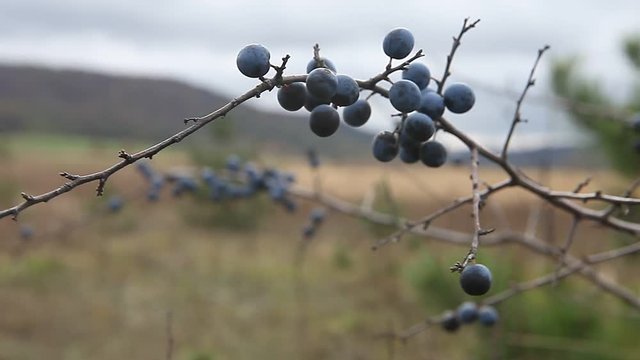Prunus spinosa, or blackthorn bush with lots of berries
