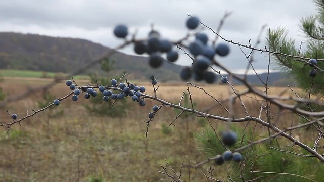Prunus spinosa, or blackthorn bush with lots of berries