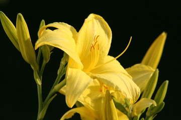 Day Lily on Black