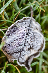 Autumn leaf covered in frost lies on a lawn during the first frost of the year.  Gardeners traditionally ensure tender plants are protected by this time of the year.