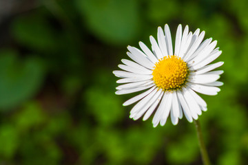 White common daisy (bellis perennis) against blurred green background