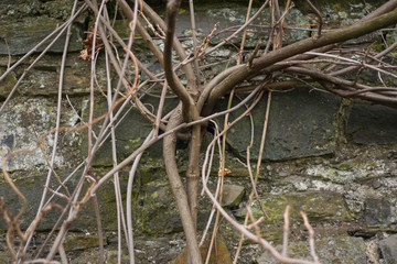 Branches on Stone Wall