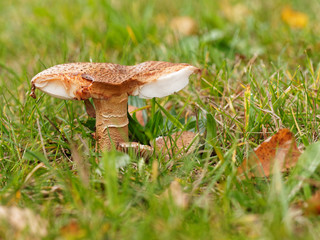 Broken mushroom on a green meadow