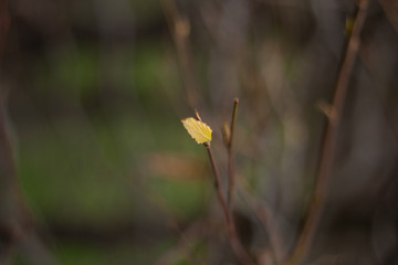 First Leaf