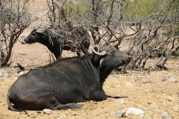 Water Buffalo
