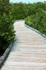 Obraz premium A boardwalk through the Florida marsh land 