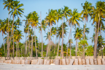 Fototapeta na wymiar Palm trees on white sandy beach
