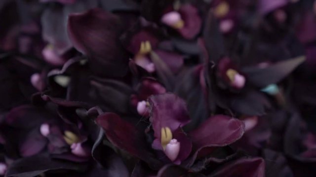 dark purpal violet flowers