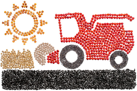 agricultural tractor on the harvesting in the field with the sun a picture of sunflower seeds and corn and beans and poppy seeds