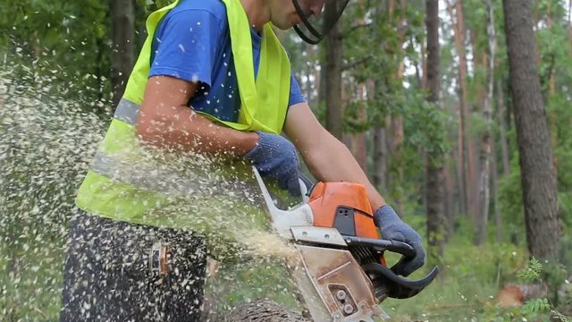 Woodcutter cuts tree trunk using chainsaw before transportation. Falling tree, what is fell few minutes ago ready for delivery