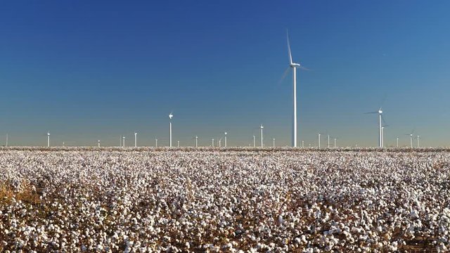 Cotton Plantation Green Energy Farm Field Wind Power Generation