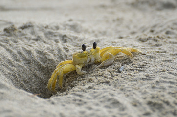 Crab caving a hole. Caribbean Sea. Colombia