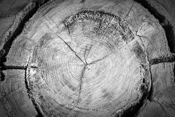 Tree rings old wood texture with the cross section of a cut log showing the concentric annual growth rings