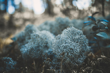 Reindeer lichen icelandic moss photographed in the forest strong increase background blur