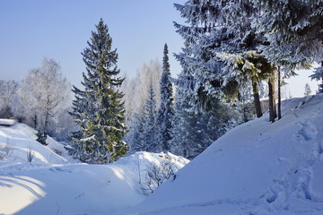 Fototapeta na wymiar snow-covered fir trees in the winter forest sunny frosty day