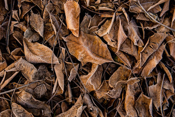 fallen leaves, brown wilted leaves on the ground