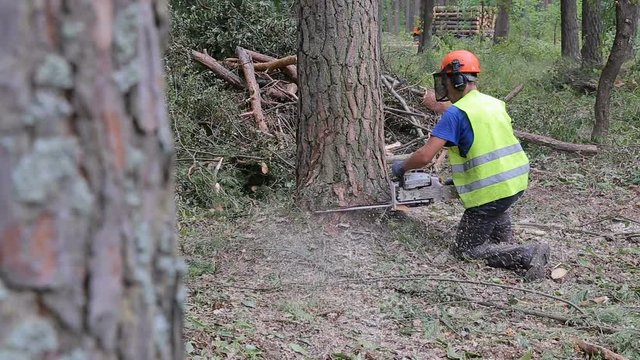 Lumberjack logger worker in protective gear cutting firewood timber tree in forest with chainsaw