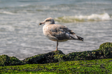 Obraz premium Sea gull standing on the rocks