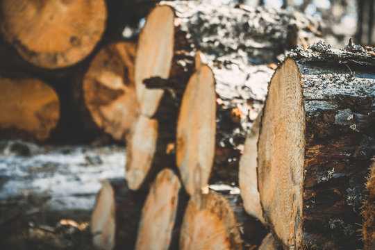 logs of trees in the forest after felling. felled tree trunks. Logging. Selective focus on photo