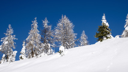 Neve