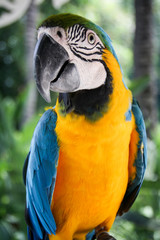 Obraz premium Portrait eines Papagais, Ara