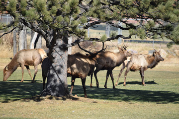 colorado elk