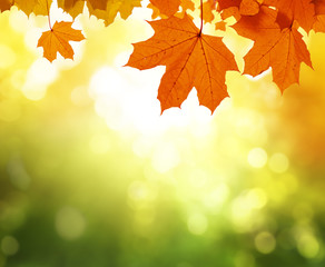 leaves in autumn forest