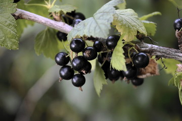 black currant hanging on a branch on a blurred background