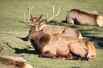 colorado elk