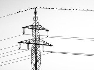Silhuette of crows sitting on a power line