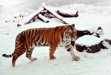 Fototapeta na wymiar Siberian tiger walking on a snow