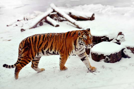 Siberian tiger walking on a snow