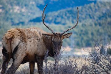 Colorado Elk