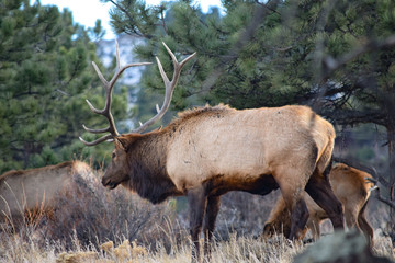 Fototapeta premium Colorado Elk