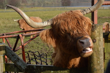 Highlander