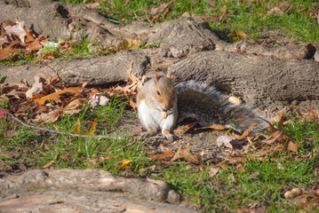 squirrel eating a peanut