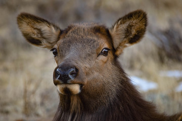Colorado Elk