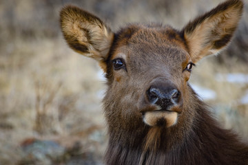 Colorado Elk