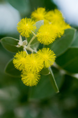 Bunch of yellow little bulb flowers resembling mimosa plant