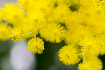Bunch of yellow little bulb flowers resembling mimosa plant