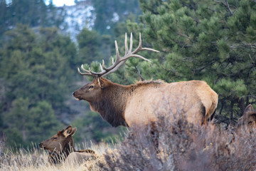 Naklejka na ściany i meble Colorado Elk