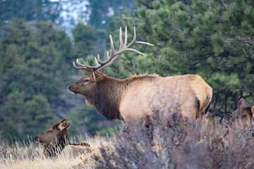 Colorado Elk