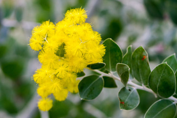 Bunch of yellow little bulb flowers resembling mimosa plant