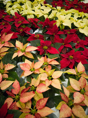 Christmas symbol red poinsettia flowers, colorful christmas star flowers.