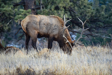 Colorado Elk